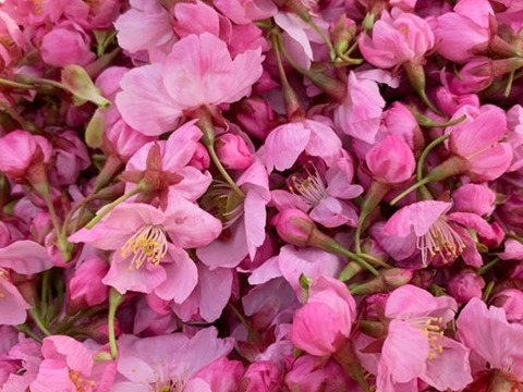 【農薬不使用】桜の塩漬け・3袋《農薬・化学肥料・着色料不使用》