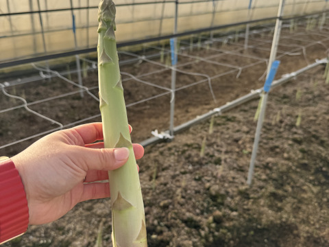 ⚠️予約品⚠️先着5名様限定
春にしか出会えない巨大‼️
アスパラガス‼️1キロ
※数量→１５本前後