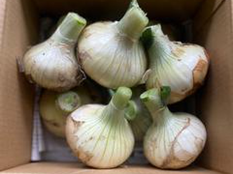 ツヤツヤ！ぴっかり！艶やか★新玉ねぎ　箱込み2ｋｇ
