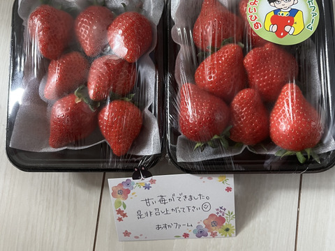 2月11日収穫&発送　今朝採り　群馬県産　いちご　やよいひめ 群馬県産いちご「やよいひめ」（400g×2P）: 新鮮ぐんま