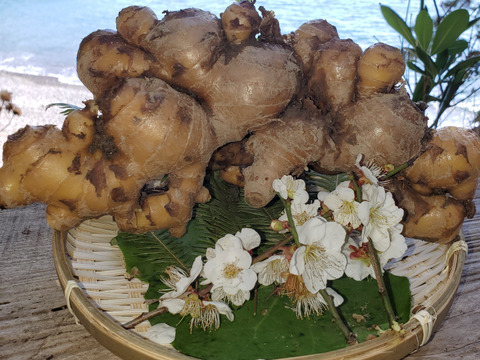 【寒冷地限定】体を芯から温める＿自然農法＿温活囲い生姜土佐一　2Kg