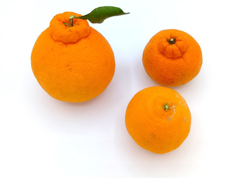 不知火（小玉・加工用）【9.3kg】