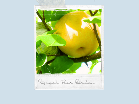 【あきづき】5kg　フルーティーな香りと上品な甘さ＊限定個数＊人気急上昇中！！高級品種　庄内甘熟梨【ギフト】【ご贈答】7~12玉　9月中旬頃〜発送