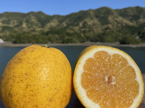 【冬ギフト】【日本の柑橘飲み比べ】生搾り果汁100%ストレートジュース（河内晩柑・甘夏）無添加 栽培期間中農薬、化学肥料不使用　  2本（1本720ml）