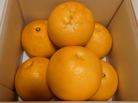 【日本ギフト大賞受賞】【在庫僅少特価品】園主こだわり土佐文旦 訳あり 3kg （4L～L）　　　　土佐文旦 ぶんたん ブンタン 高知  みかん 国産みかん 果物 柑橘