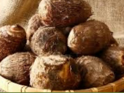 ねっとり食感！白く輝く、庄内砂丘産「里芋」大和早生　2kg