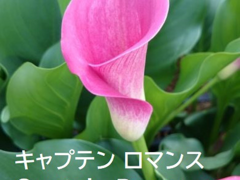 【予約販売】7月上旬収穫後順次発送　新潟県産　カラー切り花10本 　2～3色MIX　※沖縄県・離島配送不可※