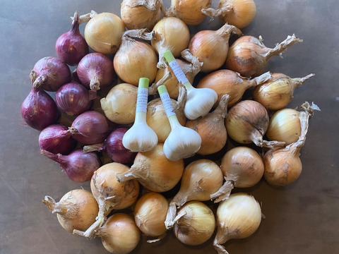 にんたまセット！（にんにくと玉ねぎ２種）【農薬・化学肥料・動物性堆肥｜不使用】