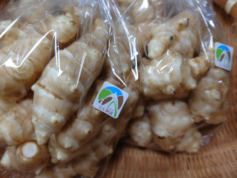 掘りたてを洗って直ぐお届け菊芋１kg【500g✖️２袋】