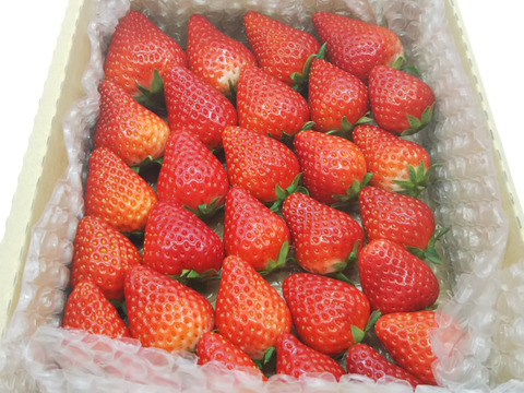 【内容量約500g】【12月発送】【今年はきらぴ香いちごをお届け！】【安定感抜群の濃厚な味と香り！】