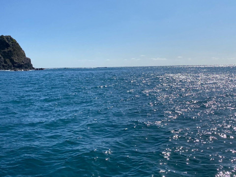 漁師直送！天然活トコブシ1.５キロ　とこぶし　ナガレコ　ながれこ