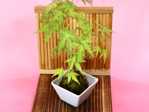 〜優しい空間を〜　苔玉　山もみじ（衝立付き）