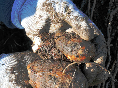 農家直送！セレベス(赤目芋)の里芋：2kg M~LLサイズ※参考写真は1kgです