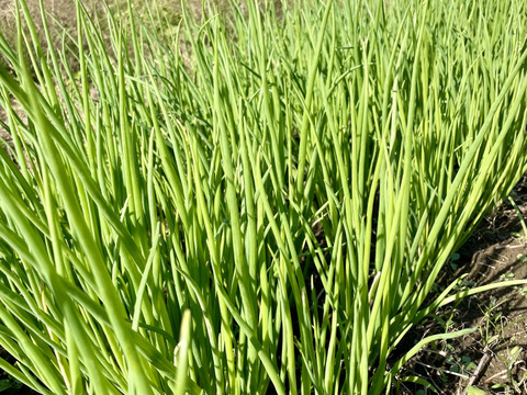 わけぎ1kg 農薬・化学肥料不使用 分葱/小ねぎ