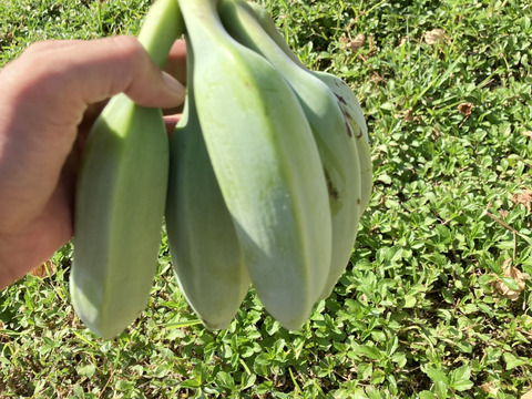 【季節限定!!】沖縄産!ミニ冬瓜とバナナのセット！(1.8kg)