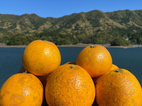 箱込み12kg 紅河内晩柑&甘夏　栽培期間中に農薬、化学肥料不使用 柑橘セット【柑橘食べ比べ】