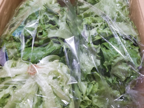 1番人気【サラダに最適】うれしい３品種入り　レタス 500gパック×2袋 [1kg] 株のまま 大量 業務用