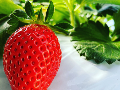 4年連続金賞受賞・群馬県最高峰いちご「スーパーデラックス」ダブル（W）2箱4品種入り