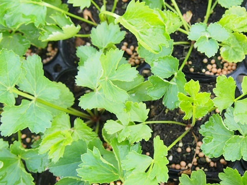 2個セット  ピンピネラ マヨールロゼア 宿根草 多年草 花壇苗