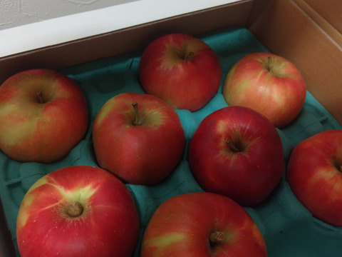 残りわずか🍎紅玉🍎3kg すっぱいりんご❗低農薬で皮ごと安心✨キズなし良品🎁 予約 旬 人気 お菓子作りにも最適🍴特別栽培認証