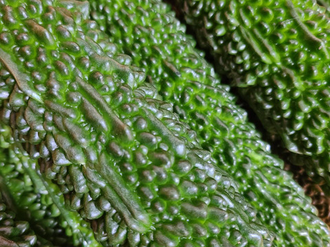 朝取り新鮮！優ゴーヤ[えらぶ]3㎏(10～14本)