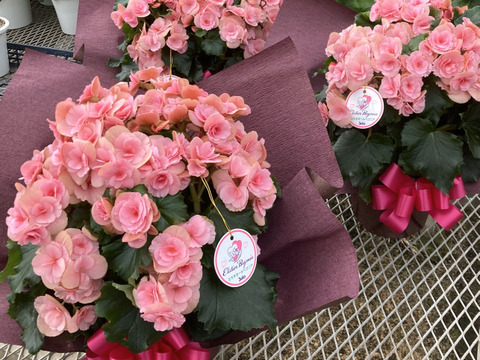 【贈答用】暑さに強い品種、夏におすすめ！エラチオールベゴニア【ベルセバライトピンク】５寸