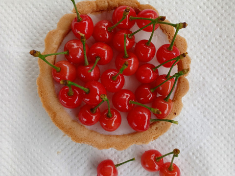 下　自然栽培の暖地さくらんぼ300粒80サイズクール便サクランボ