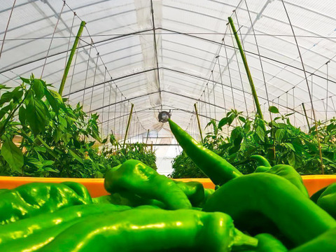 【予約販売】京都・舞鶴産 朝採れ万願寺とうがらし 良品 約200g【ポスト投函便】