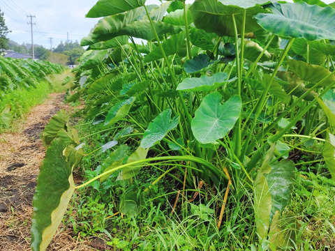 農薬不使用　トロリもっちり里芋　原っぱ農園の在来里芋4.5キロ　蔵王町在来里芋