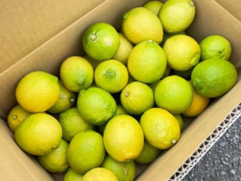 訳なし！国産レモン　瀬戸内産　5㎏