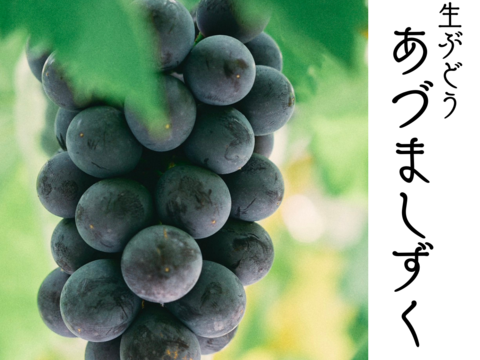 【家庭用】即発送！７月末発送 果汁たっぷり！あづましずく1kg2~3房