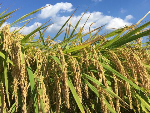 みどり豊(コシヒカリ)
玄米５kg
農薬 化学肥料 除草剤不使用