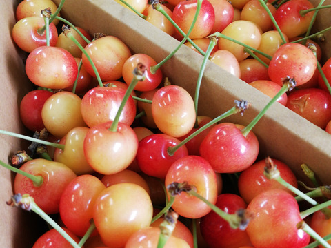 【訳あり加工用】ナポレオン 1kg サイズ混合 山形県産さくらんぼ バラ詰