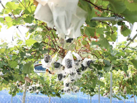 【ぶどうの美味しさギュッと♪】甘さが凝縮！ぶどうジャム（泉州ぶどう）