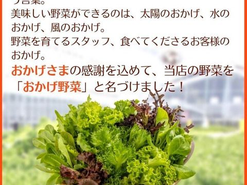 おかげ野菜 サラダセット 140g おうちでレストランのような「映える」サラダを！サラダ 生野菜 セット  水耕栽培 農家直送