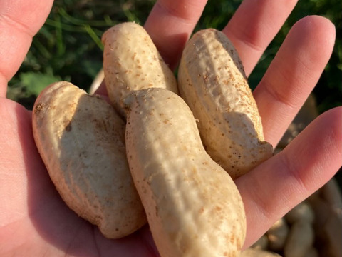 至高の生落花生400g自然栽培