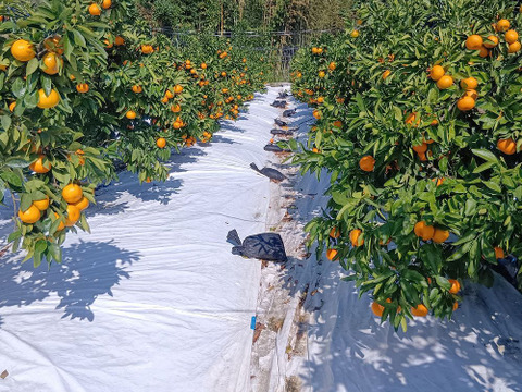 秋が旬！『早みかん』【わけあり 4.5kg】