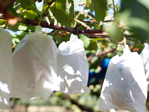 巨峰 2kg【種なし】千葉県船橋市のあま～いぶどう！ 完熟！