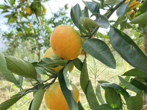 ゆら早生　箱込5kg　家庭用　山口岩国みかん　瀬戸内の恵み甘酸っぱいフレッシュなお味をお届けします！