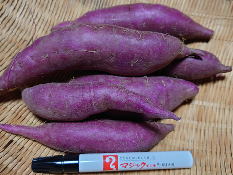 希少品種　とっても甘い紫芋　ふくむらさき1kg