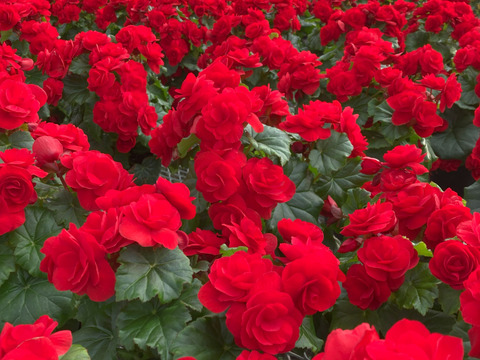 【贈答用】真紅の花弁に魅了されます。エラチオールベゴニア【カルメン】4.5寸