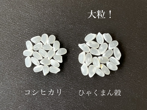 【令和7年産】大粒で冷めても美味しい！ 特別栽培米ひゃくまん穀（白米）2kg 　石川県産