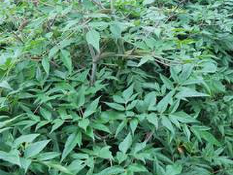 日本山人参（ヒュウガトウキ）（顆粒タイプ）お茶だし専用、 農薬化学肥料使用なし　１００ｇ×１袋