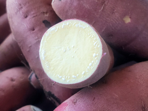 調理サイズ2.5kg/箱詰/洗浄済み　栗かぐや