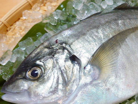 “アジ界の最高峰”　養殖シマアジ！（2尾入）/箱