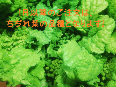 春を告げる野菜♪ 菜花（ナバナ）500g ☆瀬戸内の太陽たっぷりの香川県産