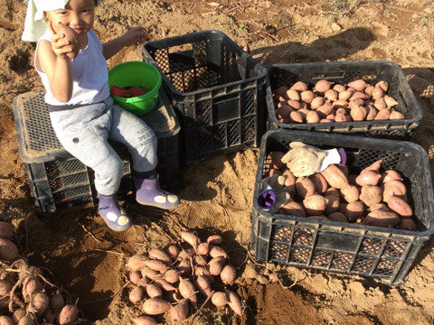 【絶品！自信作】長期貯蔵オーガニック種子島産安納芋10kg(箱込み)