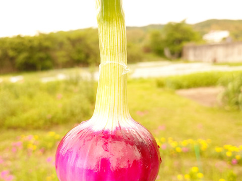 淡路島 自然栽培 固定種 赤玉ねぎ 無肥料 農薬不使用 期間限定 品種松島レッド【5キロ】