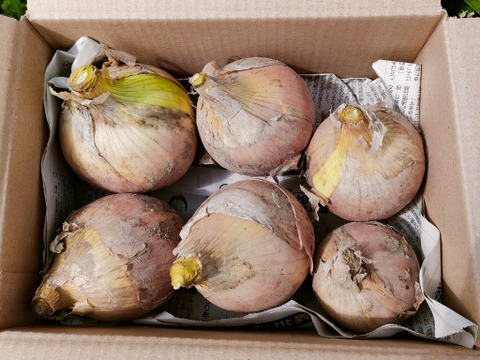 大豊作！玉ねぎ 約10kg 内容量約9.9キロ 埼玉県加須市 遠藤農園