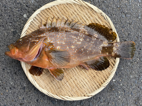 本日限定2名様 幻の魚アコウ キジハタ 広島県産 食べチョク 農家 漁師の産直ネット通販 旬の食材を生産者直送